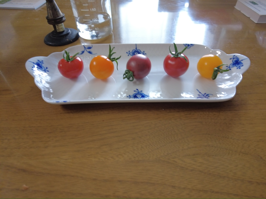 ミニトマト初収穫